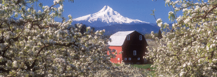 blossoms-red-barn-Hood-for-web