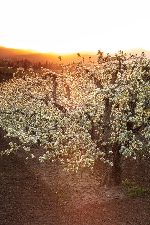 Oregon's working farms and forests, often termed 